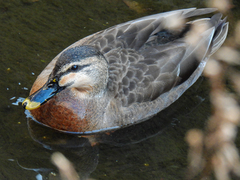 Anas platyrhynchos × zonorhyncha