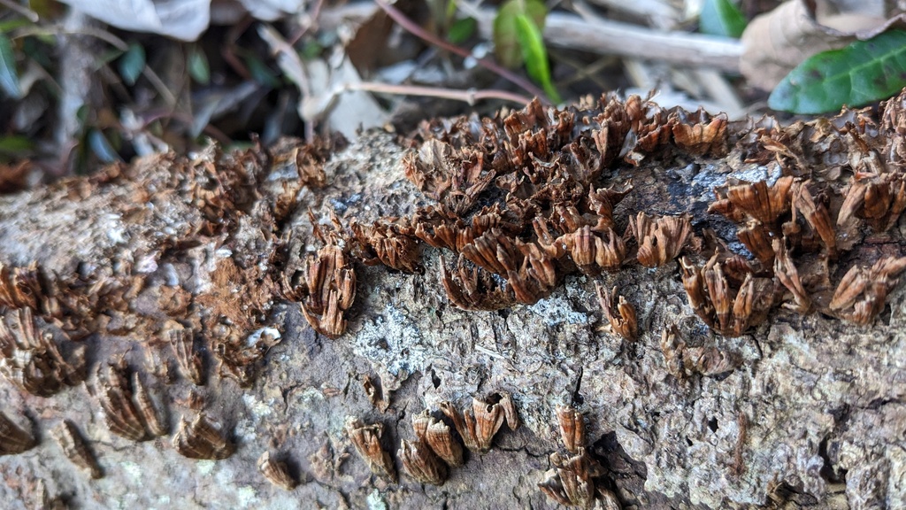 Xylobolus spectabilis · January 2023 · photo: © atsushi_nakajima_cirque (iNaturalist, cc-by)