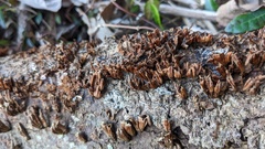 Xylobolus spectabilis