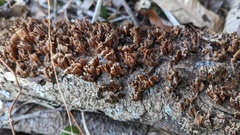 Xylobolus spectabilis