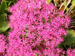 Hylotelephium spectabile