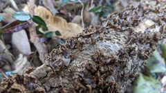 Xylobolus spectabilis