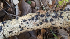 Annulohypoxylon truncatum