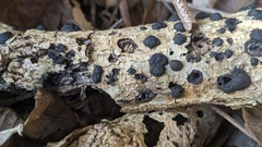 Annulohypoxylon truncatum