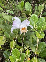 Sobralia chrysostoma