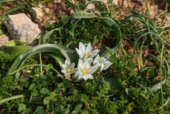 Ornithogalum lanceolatum