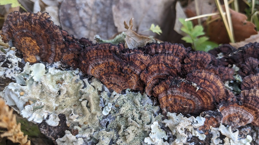 Daedaleopsis confragosa tricolor · January 2023 · photo: © atsushi_nakajima_cirque (iNaturalist, cc-by)