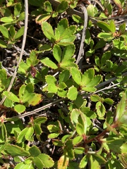 Cliffortia ferruginea