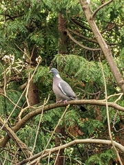 Columba palumbus