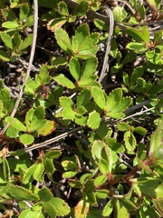 Cliffortia ferruginea