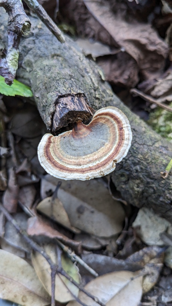 Microporus affinis · January 2023 · photo: © atsushi_nakajima_cirque (iNaturalist, cc-by)