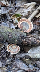 Microporus affinis