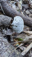 Microporus affinis