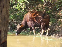 Bos gaurus