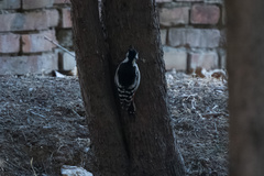 Dendrocopos major