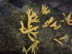 Calocera furcata