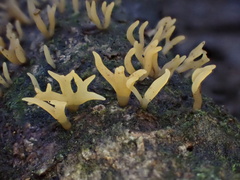Calocera furcata