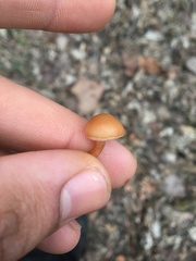 Tubaria furfuracea