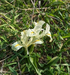 Iris palaestina