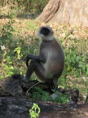 Semnopithecus hypoleucos