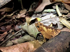 Rhinella margaritifera