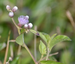 Cyrtocymura scorpioides