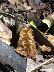 Rhinella margaritifera