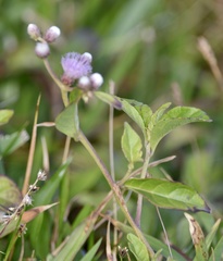 Cyrtocymura scorpioides