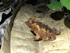 Rhinella margaritifera