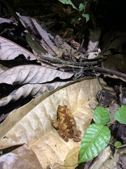 Rhinella margaritifera