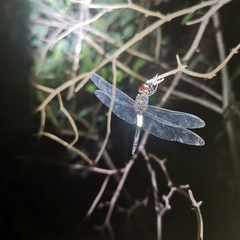 Pseudothemis zonata