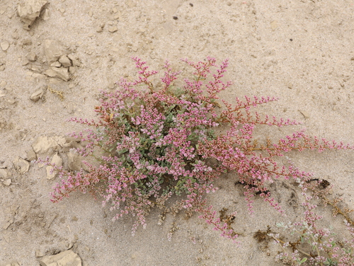 Image of Aizoon papulosum by (c) Dr. Thomas Dörner, some rights reserved (CC BY-SA)