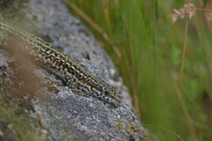 Podarcis guadarramae guadarramae