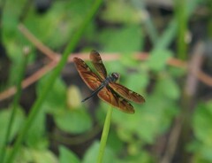 Rhyothemis obsolescens