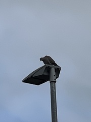 Streptopelia decaocto