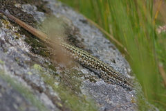 Podarcis guadarramae guadarramae