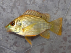 Sarotherodon galilaeus