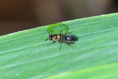 Ropalidia bicolorata