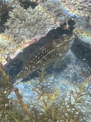 Notolabrus gymnogenis