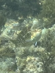 Notolabrus gymnogenis