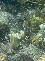 Notolabrus gymnogenis