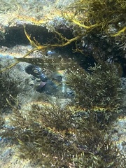 Notolabrus gymnogenis