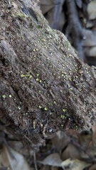 Chlorosplenium chlora