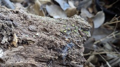 Chlorosplenium chlora