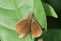Ancistroides nigrita