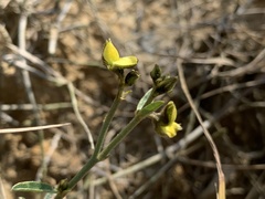 Crotalaria chinensis