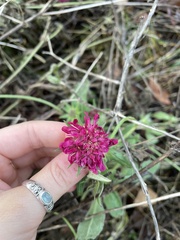 Knautia macedonica