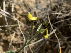 Crotalaria chinensis