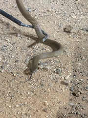 Pseudechis australis