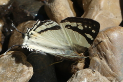 Dodona deodata